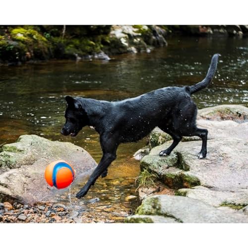 Image of Chuckit! Amphibious Mega Ball or Roller That Floats for Medium and Large Dogs | Doubles as a Fun Fetch Toy for Both Water and Land
