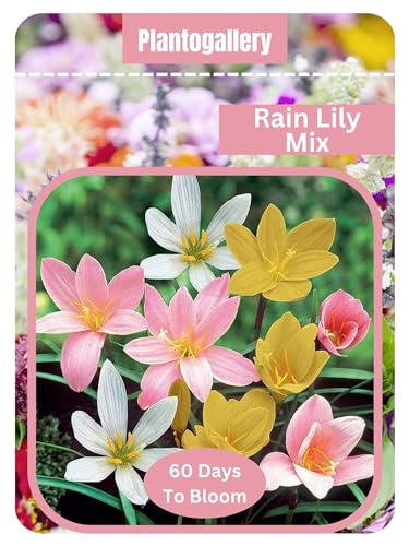 Plantogallery Rain Lily Mix Flower Seeds Pack Of 1pkt (B0CYWSHTZ6) Amazon Price History, Amazon Price Tracker