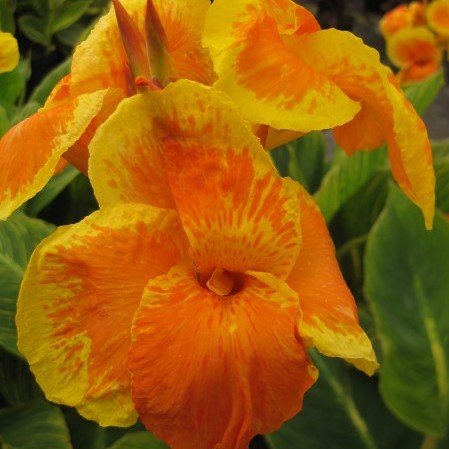 Orange-Yellow Canna Tropicanna Gold | Bright Orange-Yellow Blooms - 2-Eye Rhizomes - 1 Robust Rhizome - Colorful Foliage - Variegated Canna | Ships from Easy to Grow TM