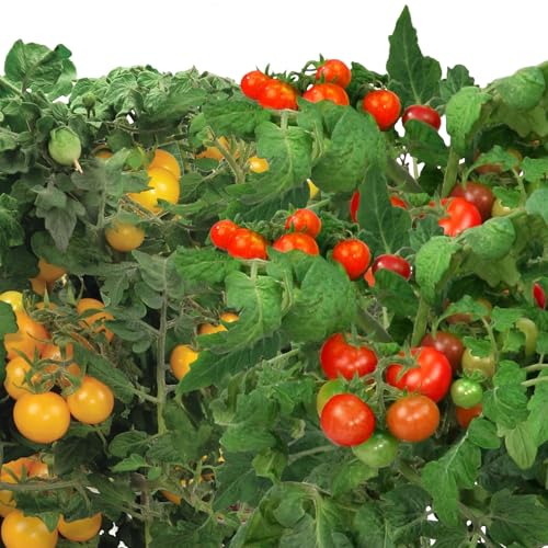 AeroGarden Red & Golden Cherry Tomato Seed Pod Kit (12-pod) AeroGarden Red & Golden Cherry Tomato Seed Pod Kit (12-pod)