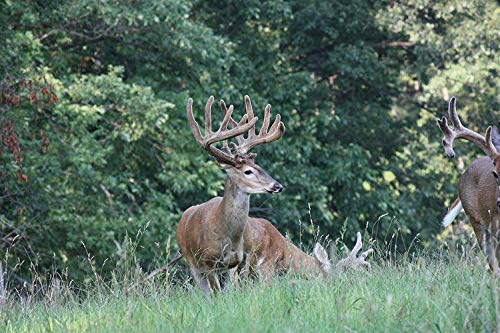 Outdoor Hunting Lab Synthetic Calming Lure for Deer Hunting | 2 oz | 2 Bottle | Whitetail Deer and Buck Scent Attractant - Thumbnail 7