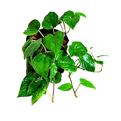 Mphmi Seedless Plant Indoor Plants Maghai Paan Plant - Peper Betel, Betel leaf Plant (B0CWF6LR4T) Amazon Price History, Amazon Price Tracker