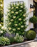 Echtes Immergrünes Geißblatt Lonicera henryi – Jelängerjelieber (60-80 cm) – Pflegeleicht, Frostbeständig, Ideal für Sichtschutz & Begrünung