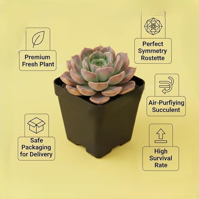 Image of Laxmi Kamal Live Succulent Plant Combo by BloomBrightly - Beautiful Rosette Shape Natural Indoor Plants, Ideal for Home Decor, Office Desks, and Gifting (Pack of 2)