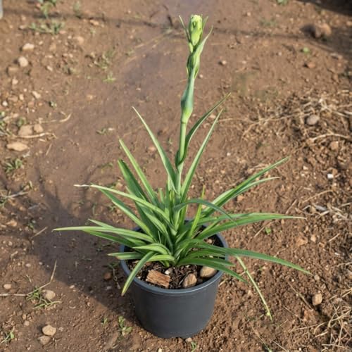 Image of Rajnigandha Tuberose Flower Bulbs, White Night Fragrant Blooms, Pack of 10 Healthy Bulbs, Easy Grow for Balcony Terrace Home Garden