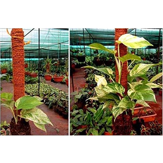 Image of Natural Coir Rope for Gardening, Tying, Handicraft, Climber Plants, Set of 5, Beige, 5 Meter, Large