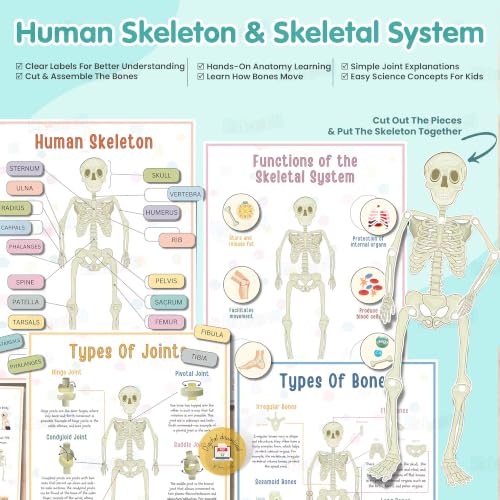 Image of Kidology Human Body Anatomy Busy Book for Kids 4+ Years | 60+ Pages Montessori Body Model Learning Activities | Interactive Educational Toy & Learning Material for Preschool & Kindergarten