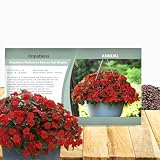 Outsidepride Beacon Red Bright Impatiens Flower Seeds - 75 Pcs Annual, Compact & Pollinator Friendly, Impatiens Seeds for Planting w/Vibrant, Abundant Blooms for Shade Gardens & Container Displays