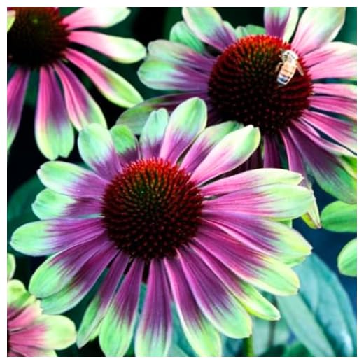 Pink Green Coneflower Plant Pack