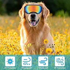 Dog Sunglasses Large Dog Sunglasses Dog Goggles Uv Protection Pet Glasses with Adjustable Strap for Large and Medium Dog  Cucciolini Doodles Dog sunglasses large dog sunglasses dog goggles uv protection pet glasses with adjustable strap for large and medium dog   cucciolini doodles