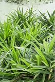 Pandan Plant Live 8 to 10 Inches in 4'' Pot