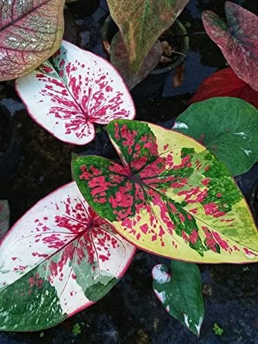 Siddhi Vinayak Gallary Vinayak Gallery Flowers Bulbs Caladium Shady Lady Fancy Mix Leafy Plant Hybrid Bulbs For Indoor Outdoor Home Gardening (Multi-Mix,Pack Of 6 Bulbs)