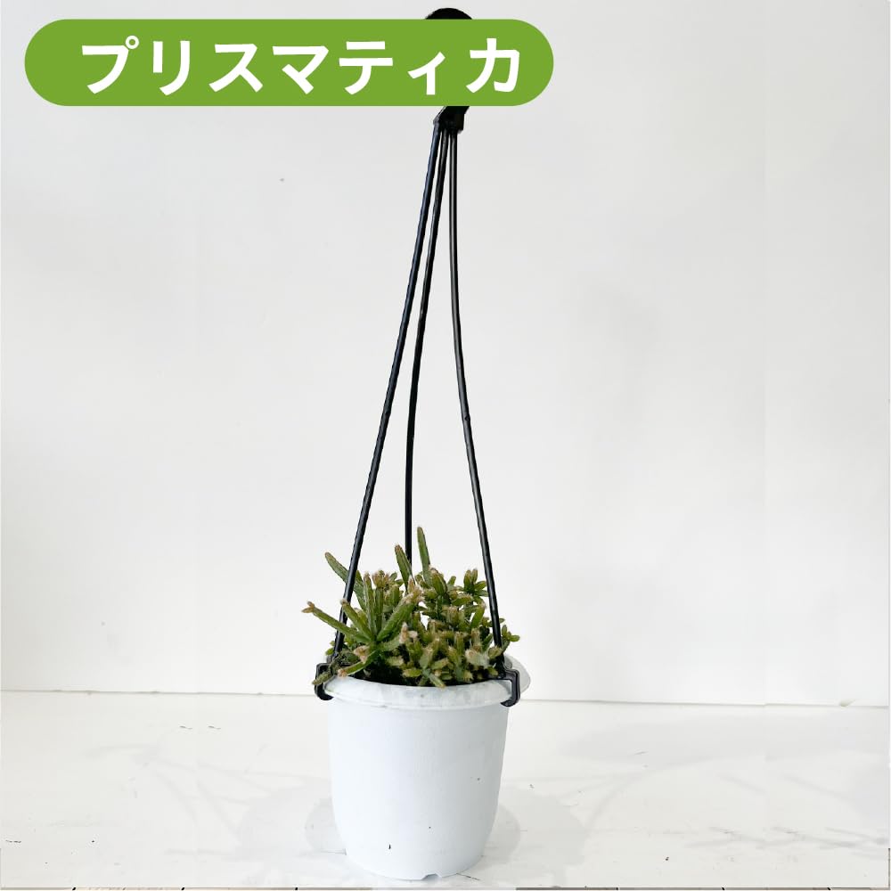 Amazon｜リプサリス 9種類から選べる サボテン 多肉植物 3号