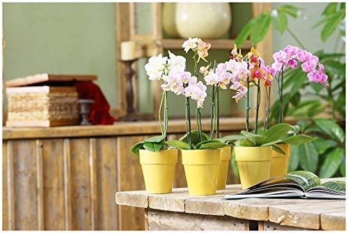 Orchideenerde Floragard 3x5L für Phalaenopsis und andere Arten