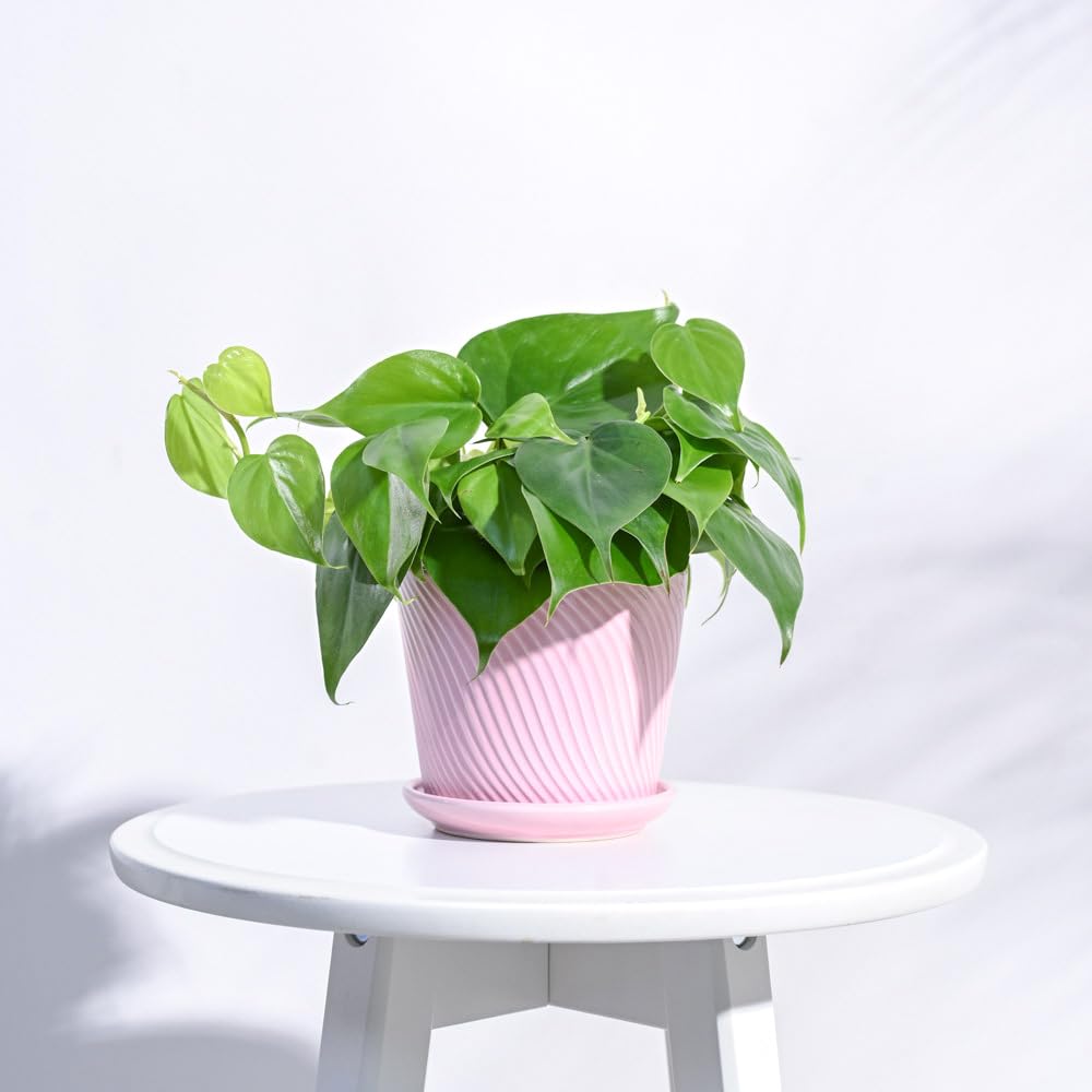 UGAOO Spiro Ceramic Pot for Indoor Plants (4 Inch, Crepe Pink)-image-42