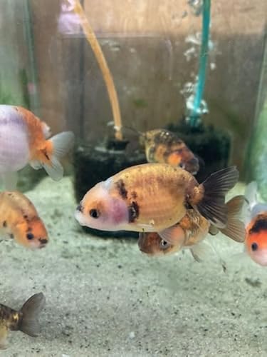 （金魚）江戸錦２匹（生体）