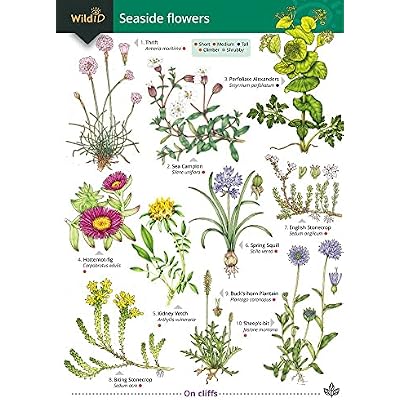 Seaside Flowers