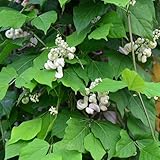 Estas semillas no solo te traen alegría, sino que también le permiten cosechar sus propias semillas cuando madure.