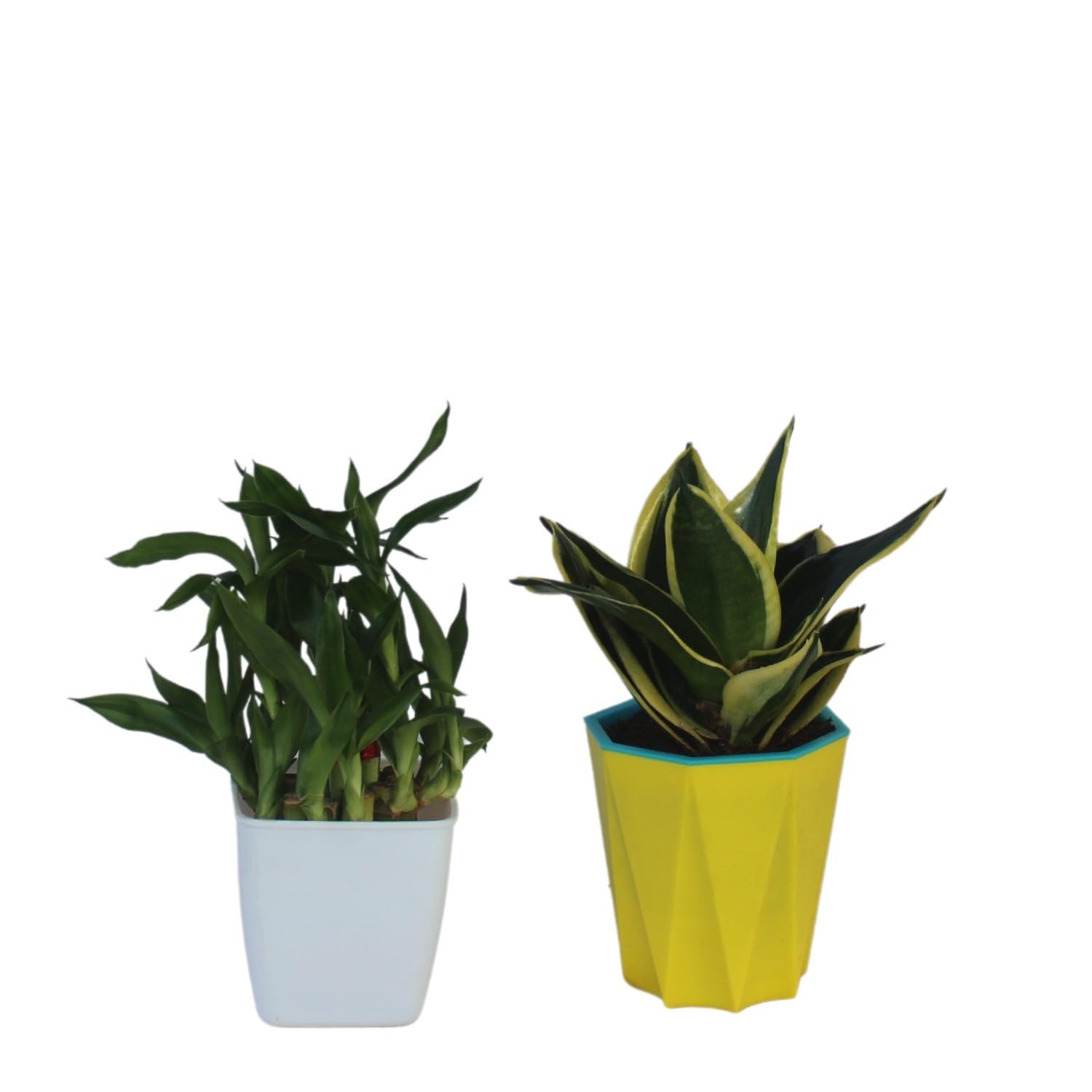 JESAA GREENS 2 Layer Bamboo and Sansevieria Lotus Mint Live Plant with Pot | Indoor Outdoor Plant - Set of 2 (B0CL1Q9F2P) Amazon Price History, Amazon Price Tracker