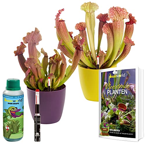 Swampworld Fleischfressende Pflanzen Starter Kit - 2e Set Sarracenia - Inkl. Feuchtigkeitsmesser, 250ml Raindrops, Übertopf und Fleischfressende Pflanzen Buch - Topf-Ø 9 cm, Pflanzenhöhe: 15-20 cm Cover