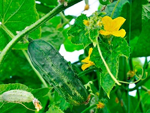 Seeds Indoor Self-Pollinating Cucumber April F1 Heirloom Vegetable For Planting Non Gmo #TOP1