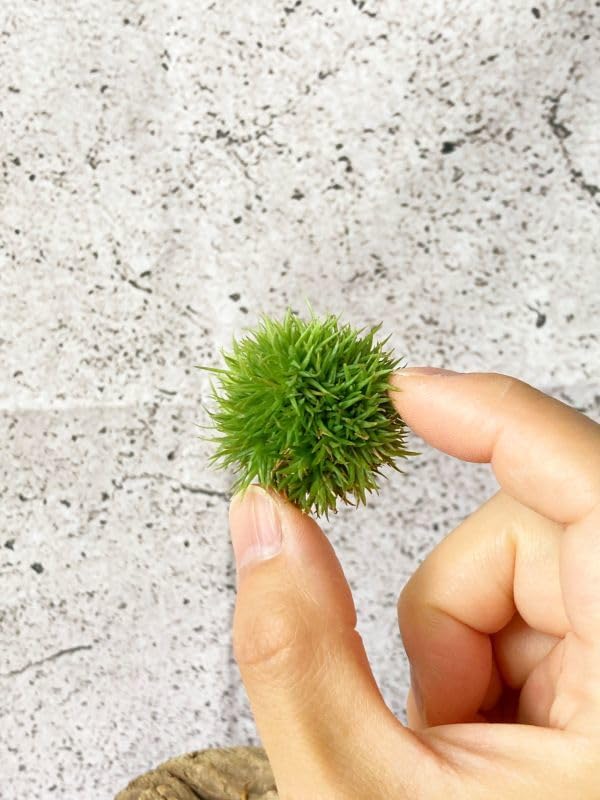 ◆ チランジア　アエラントス　テディベア　特大サイズ 84 Amazon.co.jp: Frontier Plants現品チランジアアエラントス