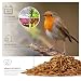 wildtier liebe Vogeltraum Premium Insektenmix 2,5 Liter I Getrocknete Mehlwürmer, Insektenlarven & Gamarus für Vögel I Mehlwürmer getrocknet, Vogelfutter I Insektenfutter für Wildvögel, Gartenvögel