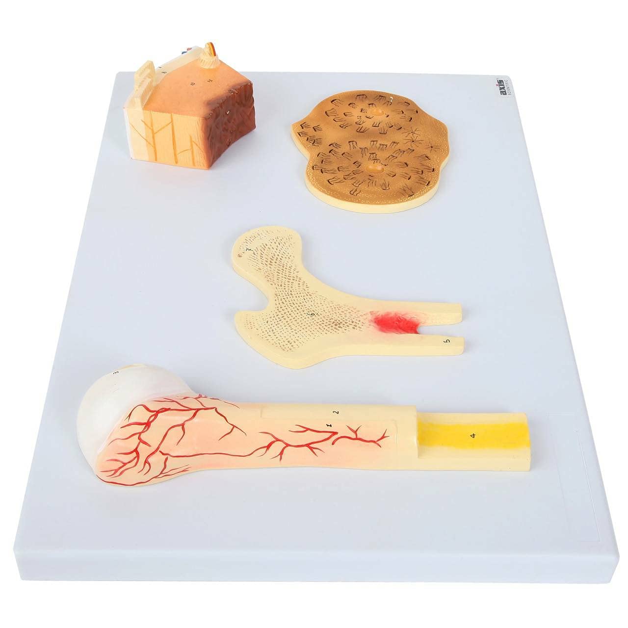 Axis Scientific Human Bone Microstructure with Long Bone Osteon