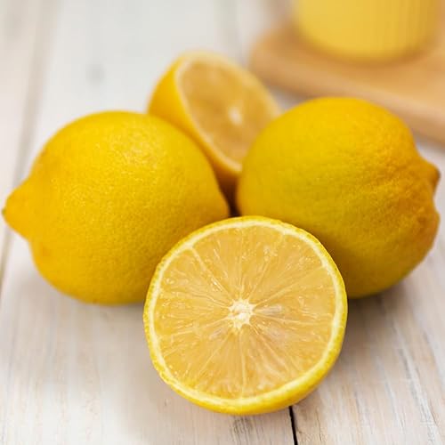 Miniatura 2 de Árbol de limón de Lisboa, planta de cítricos de limón vivo de 2 a 3 pies, árbol frutal de limón amarillo injertado para jardín, no se envía a CA