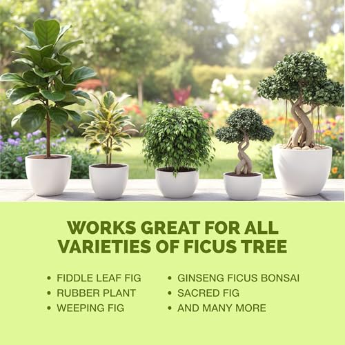 Fertilizante Líquido para Árbol de Ficus 8 oz miniatura 6