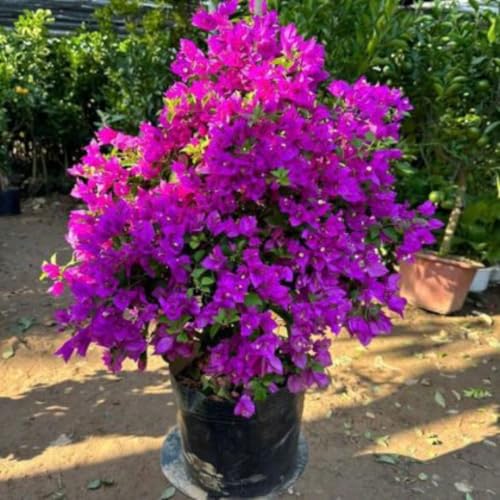 Purple Bougainvillea Tree Live Plant 1 Year Old Ready to Plant Outdoor Very Hardy