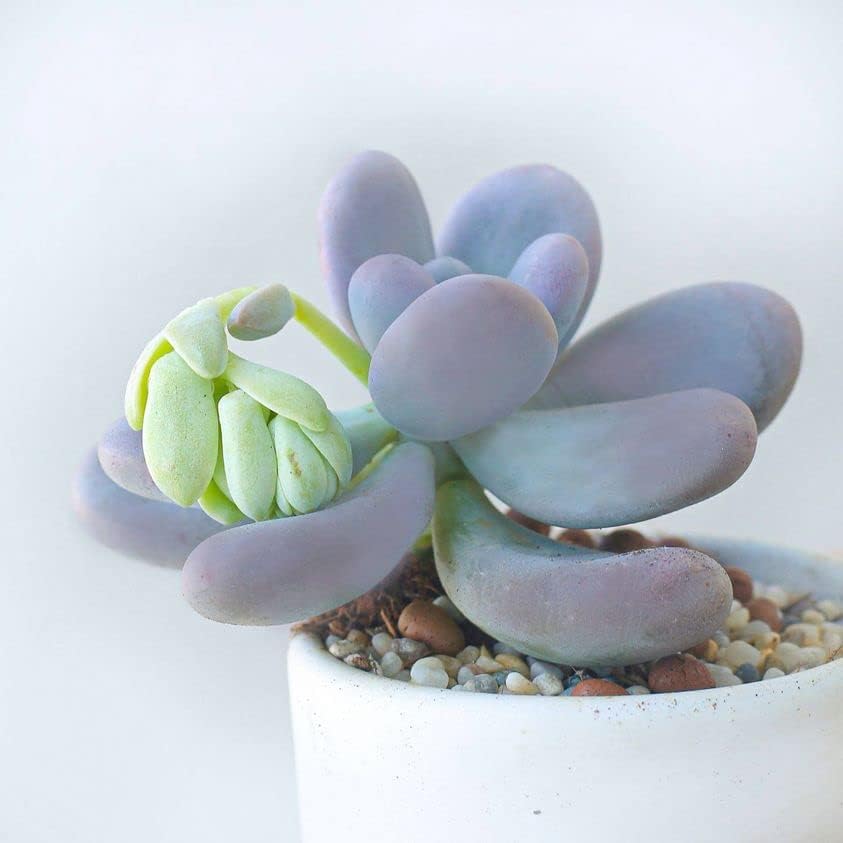 Miniatura 6 de Moonstones Pachyphytum 2 pulgadas - Suculenta saludable, rara e inusual, viva de fácil cuidado, planta interior de casa, totalmente arraigada en