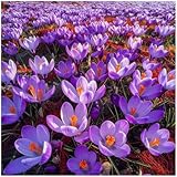 Großes Set Krokus Krokusse Safran Crocus Sativus 10 50 100 Stk. Blumenzwiebeln Zwiebeln Winterhart Mehrjährig (100)