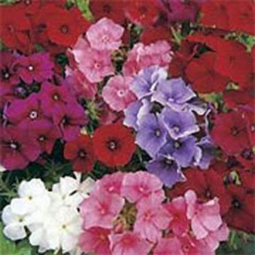 Phlox- Mix Colori- 200 semi