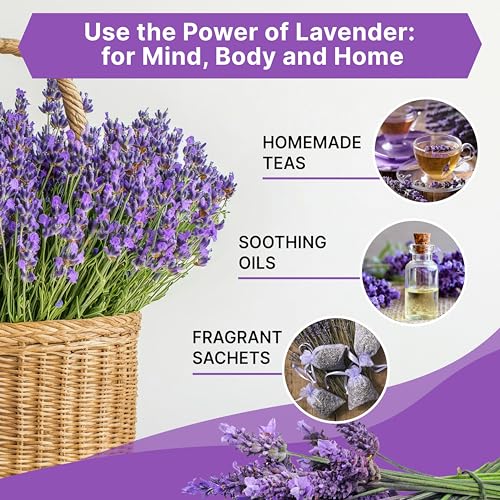English Lavender Seeds Pack 2.50G - Over 2200 Non-GMO Heirloom Lavender Seeds for Planting Herbs in Individual Seed Packet, Herbs Seeds for Planting Home Garden Indoor & Outdoor Gardening - Image 3