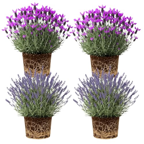 4 Lavender Plants Live Flower Indoor Outdoor, Lavandula Perennial Plants, Well Rooted 4-8' Tall, No Pot (Mix Lavender)