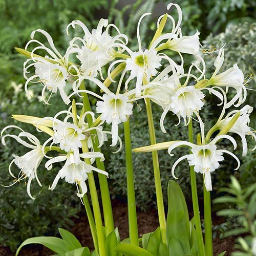 Spider Lily Flower Bulbs Grow All Season - Pack of 10 Bulbs-image-27