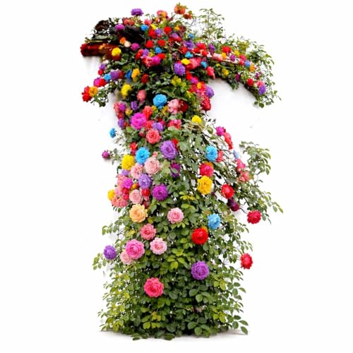 Rose Seeds for Planting Blue Rainbow Dark Red Pink & Mixed Varieties 10 Flower Seeds Per Pack Ornamental Garden Plants for Outdoor (Climbing Mix)