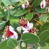 Pianta Ornamentale e da Frutto – Feijoa Alberello (Acca sellowiana), elegante sempreverde allevato ad alberello, apprezzato per il fogliame decorativo, la fioritura ornamentale e i gustosi frutti autunnali.