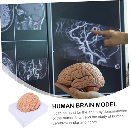 Structure cérébrale éducative et détachable pour les examens d'anatomie