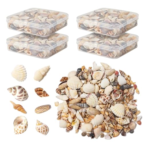 HAPYSHOOP Seashells for Crafts Natural Mixed Seashells 4 Pack Box Small Shells for Crafts Mini Shells for Craft Decoration Vase Filler(550 pcs)