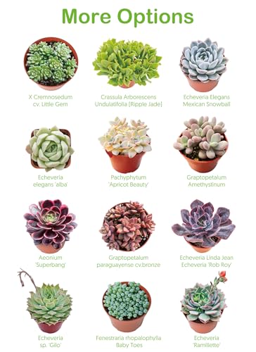 String of Pearls Live Succulent, 2 Inch Fully Rooted Potted Plant, Easy Care & Drought Tolerant, Trailing Indoor Houseplant for Home Decor