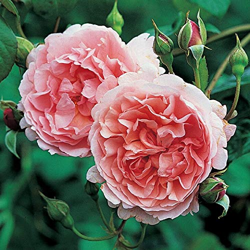 バラ苗　バラ大苗　ストロベリーマカロン　レア品種 ストロベリー マカロン | バラ図鑑