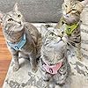 Voyager Step-in Lock Adjustable Cat Harness w. Cat Leash Combo Set with Neoprene Handle 5ft - Supports Small, Medium and Large Breed Cats by Best Pet Supplies - Pink, XXXS #5