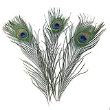 pfauenfedern tierquälerei Auch geeignet zum Basteln von: Karten, Serviettentechnik,
