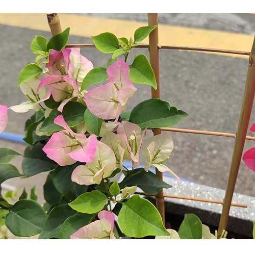 10 Pack 16\" Bamboo Trellis for Climbing Plants-Natural Garden Ladder Trellis, Fan -Shaped Support Trellis for Potted Plant Decor in Door