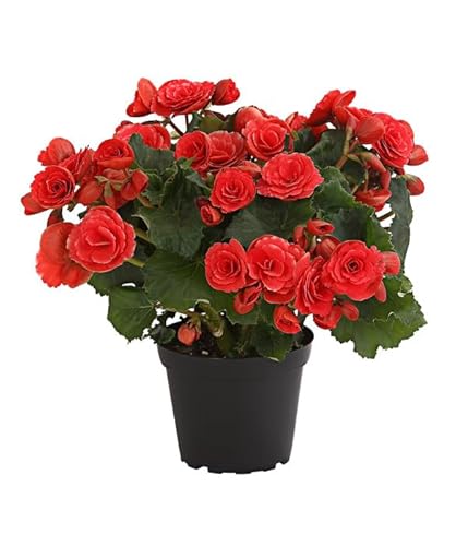 Begonia Eliator - Begonia Hiemalis - Flor Natural - Planta Viva - Mix Color