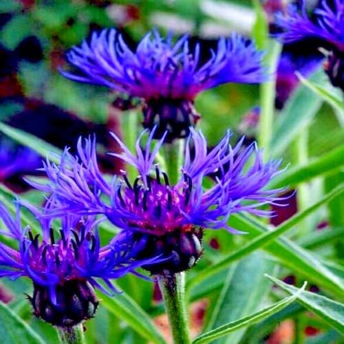 Fresh Seeds - 20 Mountain Blue Cornflower Seeds Perennial Centaurea Montana