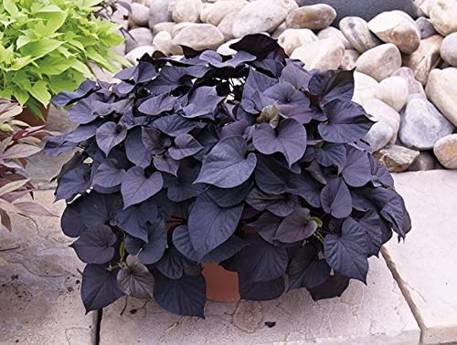 Healthy Vibe Live Ornamental Sweet Caroline Sweetheart Purple Sweet Potato Vine (Ipomoea Batatas) Live Creeper Plant in Grow (B0C96TL3Z2) Amazon Price History, Amazon Price Tracker