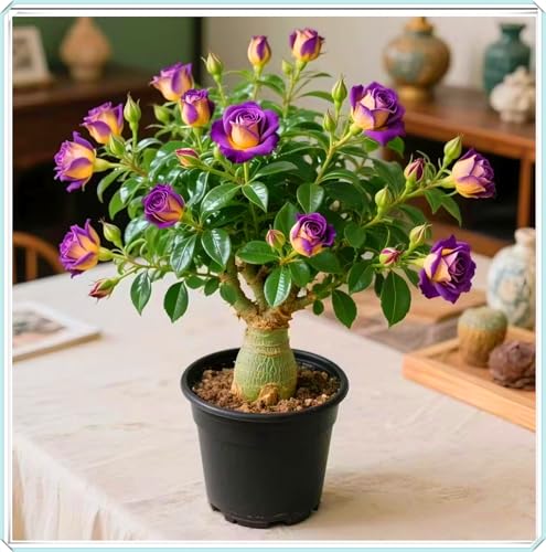 La rosa del desierto florece fácilmente durante toda la temporada sin necesidad de mantenimiento.-1bulbos-B